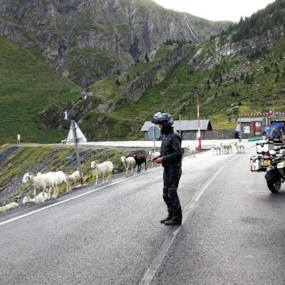 Geiten en Stelvio Motorreizen